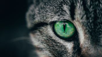 Обои 2048x1152 зеленые глаза, кошка