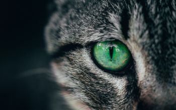 Обои 1920x1200 зеленые глаза, кошка