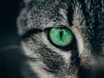 Обои 1024x768 зеленые глаза, кошка