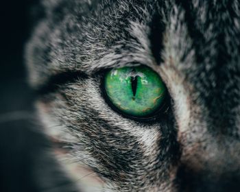 green eyes, cat Wallpaper 1280x1024