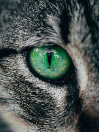 green eyes, cat Wallpaper 1668x2224