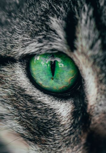 Обои 1640x2360 зеленые глаза, кошка