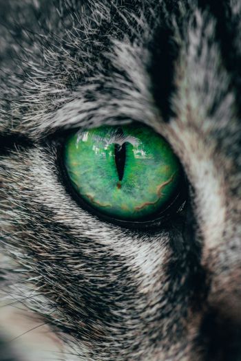 Обои 640x960 зеленые глаза, кошка