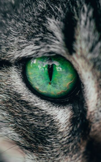 Обои 1752x2800 зеленые глаза, кошка