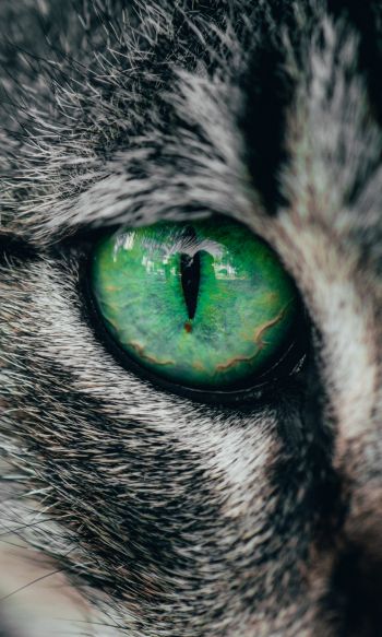 Обои 1200x2000 зеленые глаза, кошка