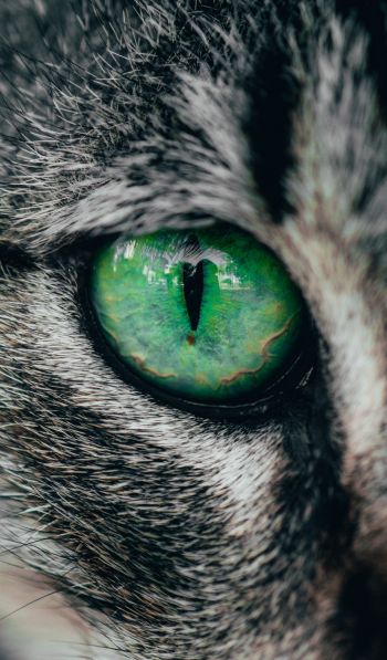 Обои 600x1024 зеленые глаза, кошка