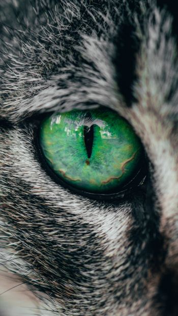Обои 640x1136 зеленые глаза, кошка