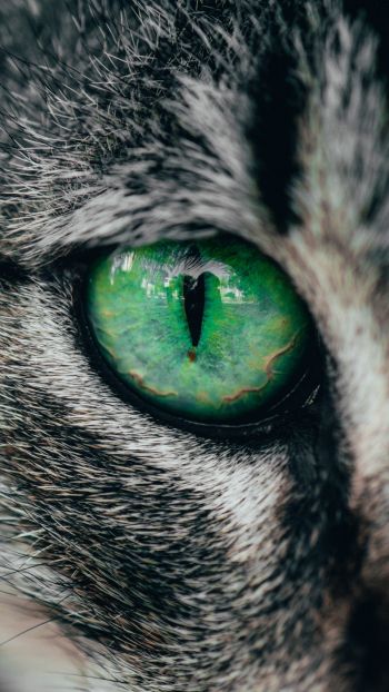 Обои 750x1334 зеленые глаза, кошка