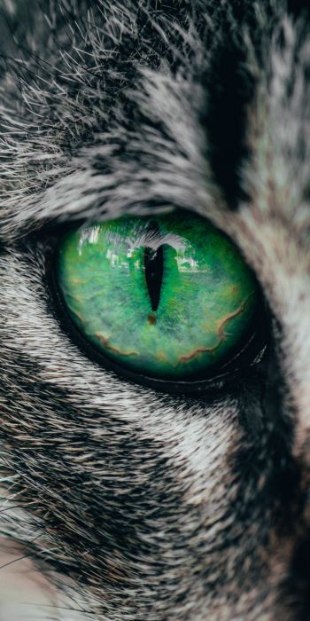 Обои 720x1440 зеленые глаза, кошка