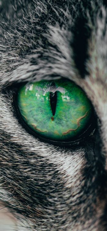 Обои 1284x2778 зеленые глаза, кошка