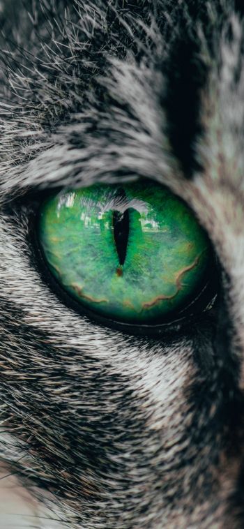 Обои 1080x2340 зеленые глаза, кошка