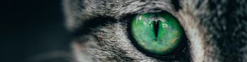 Обои 1590x400 зеленые глаза, кошка