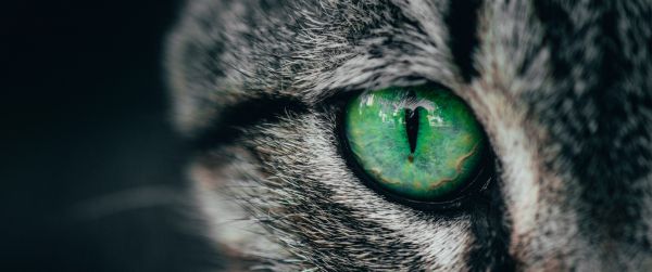 green eyes, cat Wallpaper 3440x1440