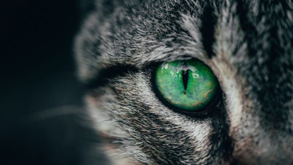 Обои 2560x1440 зеленые глаза, кошка