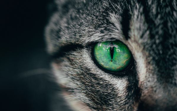 Обои 1920x1200 зеленые глаза, кошка