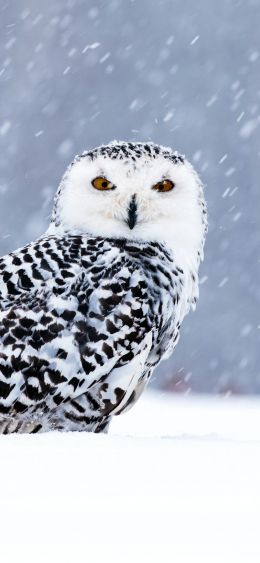 owl, yellow eyes Wallpaper 1080x2340