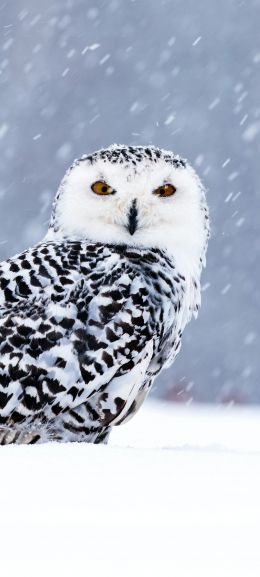 owl, yellow eyes Wallpaper 1080x2400