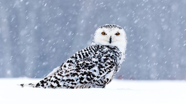 owl, yellow eyes Wallpaper 1600x900