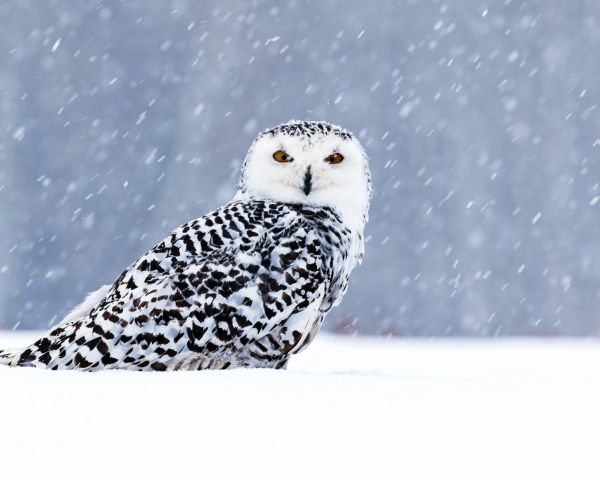 owl, yellow eyes Wallpaper 1280x1024