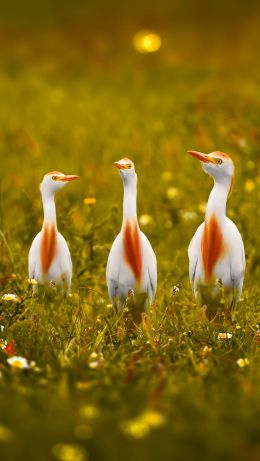 birds, grass, yellow eyes Wallpaper 640x1136