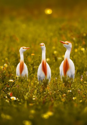 birds, grass, yellow eyes Wallpaper 1640x2360