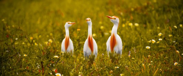 birds, grass, yellow eyes Wallpaper 3440x1440