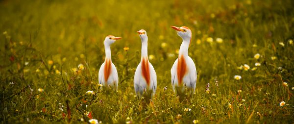 birds, grass, yellow eyes Wallpaper 2560x1080