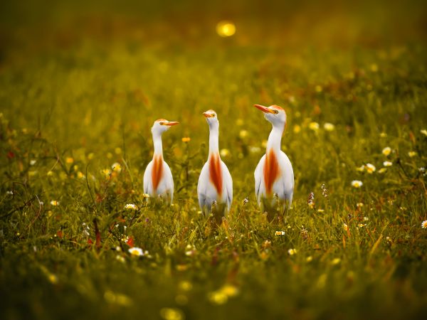 birds, grass, yellow eyes Wallpaper 800x600