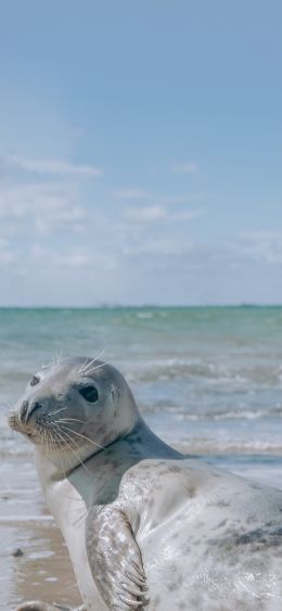 seal, mammal Wallpaper 1080x2340