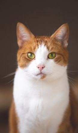 cat, yellow eyes Wallpaper 600x1024