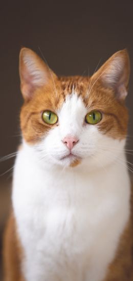 cat, yellow eyes Wallpaper 1080x2280