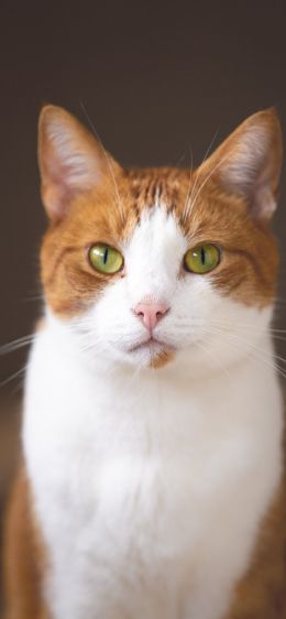 cat, yellow eyes Wallpaper 1242x2688