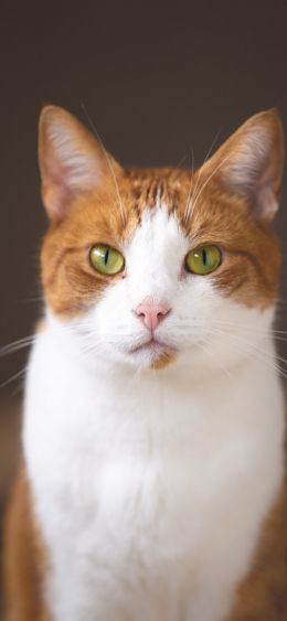 cat, yellow eyes Wallpaper 1080x2340