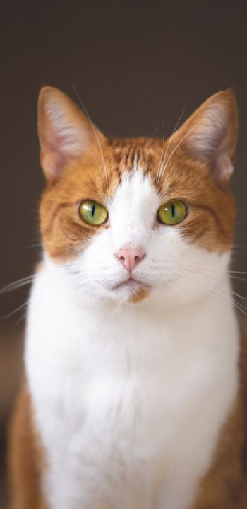 Обои 1440x2960 кот, желтые глаза