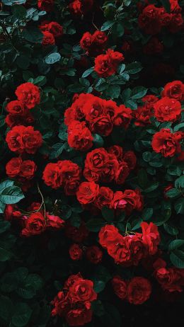Обои 750x1334 красные розы, розы