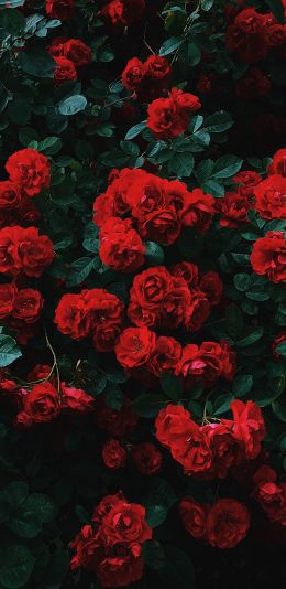 red roses, roses Wallpaper 1080x2220