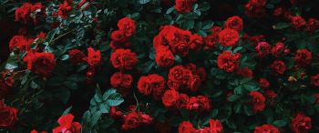 Обои 3440x1440 красные розы, розы