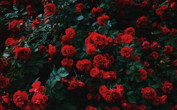 red roses, roses Wallpaper 2560x1600