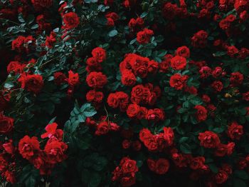 Обои 1024x768 красные розы, розы