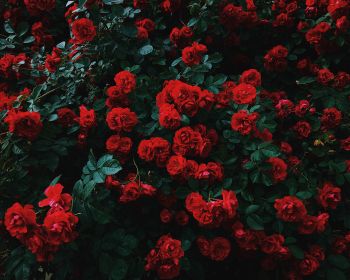 red roses, roses Wallpaper 1280x1024