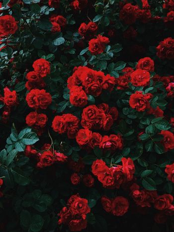 Обои 1620x2160 красные розы, розы