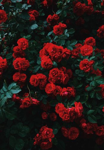 Обои 1640x2360 красные розы, розы