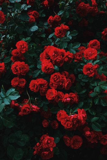 Обои 640x960 красные розы, розы