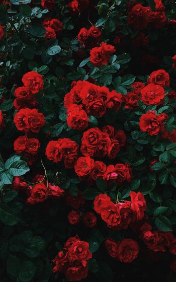 red roses, roses Wallpaper 1600x2560