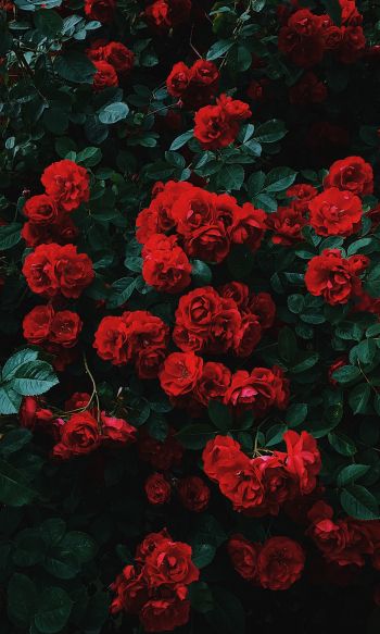 Обои 1200x2000 красные розы, розы