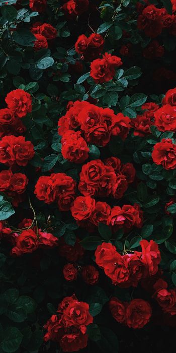 Обои 720x1440 красные розы, розы