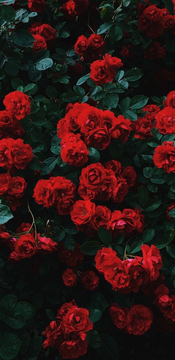 Обои 1080x2220 красные розы, розы