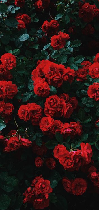 red roses, roses Wallpaper 1080x2280