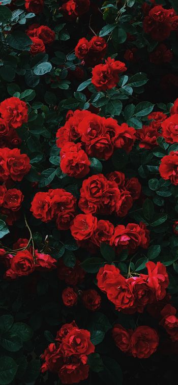 Обои 1125x2436 красные розы, розы