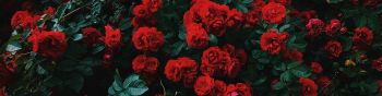 red roses, roses Wallpaper 1590x400